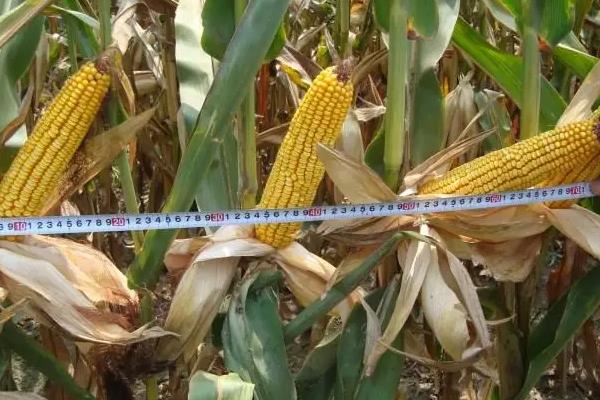 粒隆180玉米种子特征特性，出苗至成熟126天