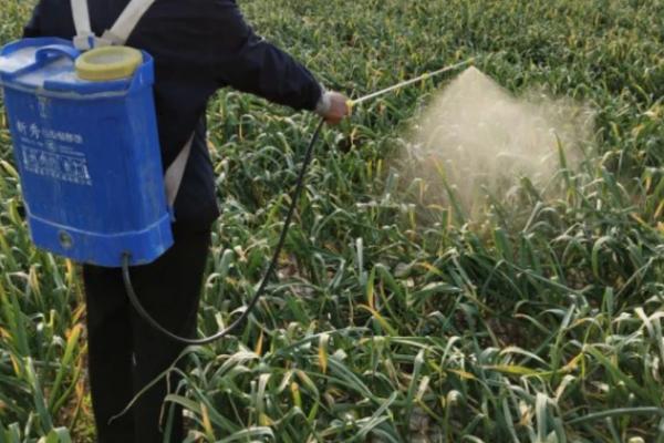 大蒜施肥技巧，不同生长阶段所需肥不同