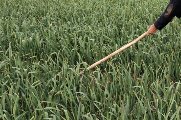 大蒜施肥技巧，不同生长阶段所需肥不同