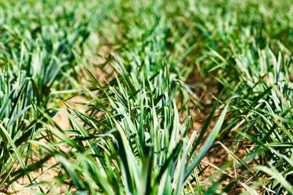 大蒜施肥技巧，不同生长阶段所需肥不同