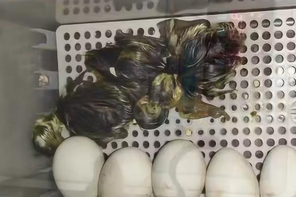 鹅蛋多久能孵化成小鹅，经过30天左右才可以