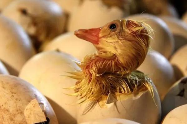 鹅蛋多久能孵化成小鹅，经过30天左右才可以