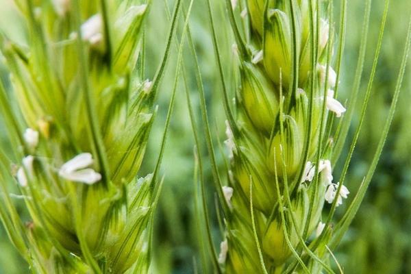 小麦属于异花传粉还是自花传粉，一般是自花传粉