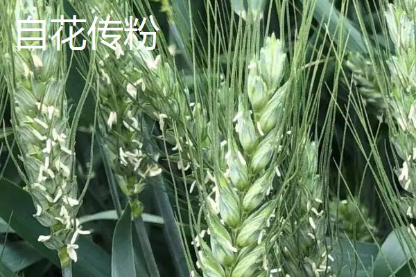 小麦属于异花传粉还是自花传粉，一般是自花传粉