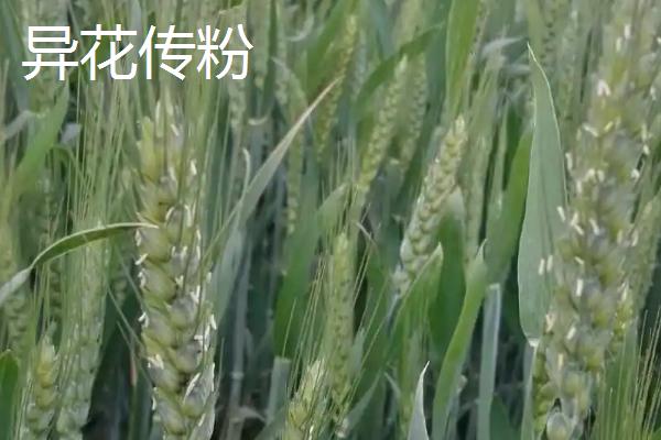 小麦属于异花传粉还是自花传粉，一般是自花传粉