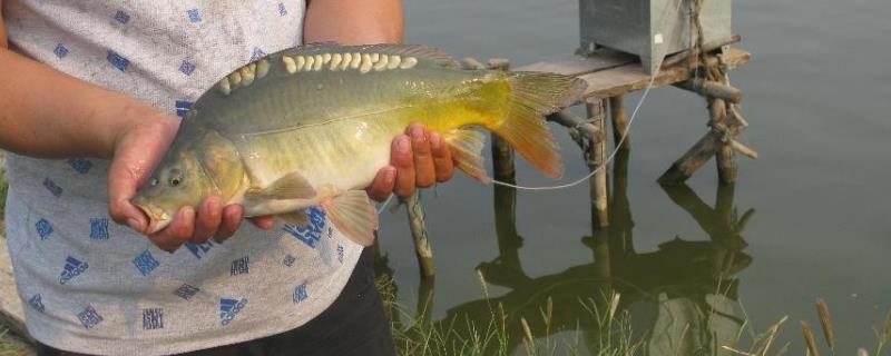 鲤鱼无鳞是什么鱼