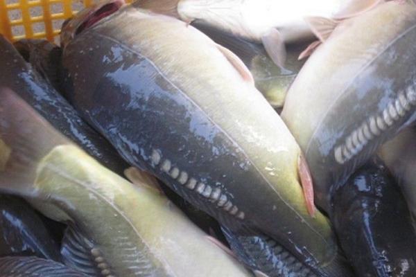 鲤鱼无鳞是什么鱼,镜鲤是没有鳞片的鲤鱼