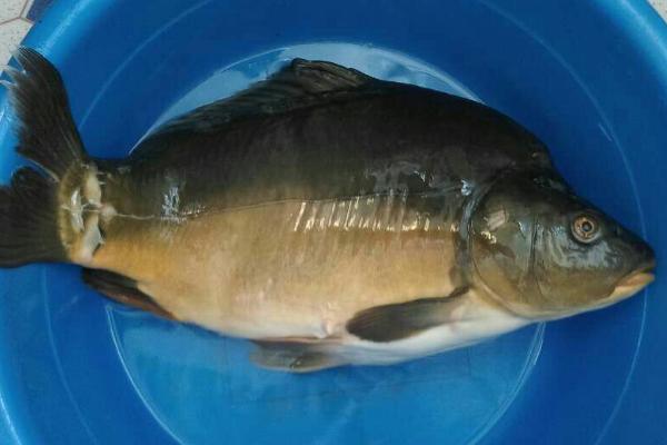 鲤鱼无鳞是什么鱼,镜鲤是没有鳞片的鲤鱼