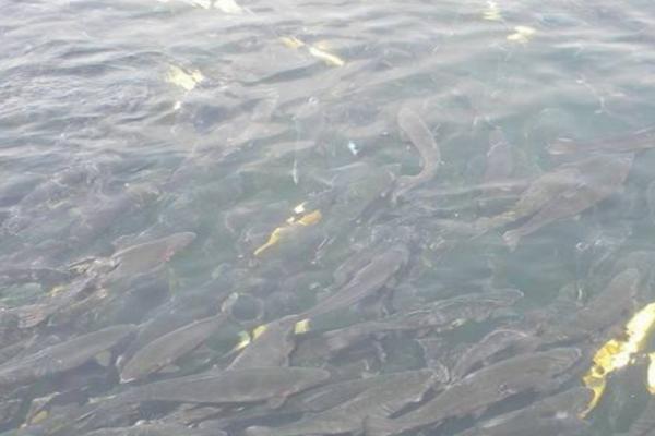 鲤鱼无鳞是什么鱼,镜鲤是没有鳞片的鲤鱼