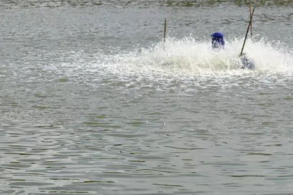 鲤鱼无鳞是什么鱼,镜鲤是没有鳞片的鲤鱼