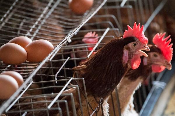 母鸡产蛋的时间，一般集中在一天之中的上午