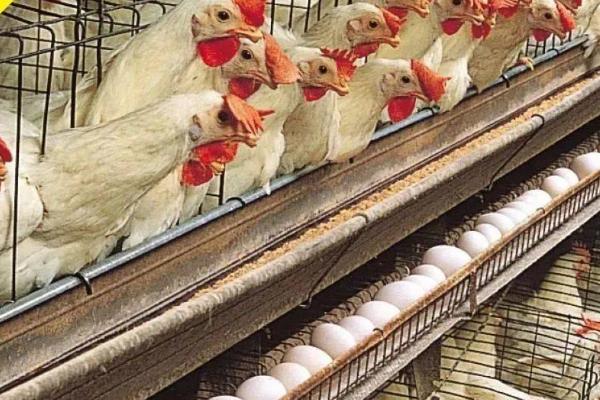 母鸡产蛋的时间，一般集中在一天之中的上午