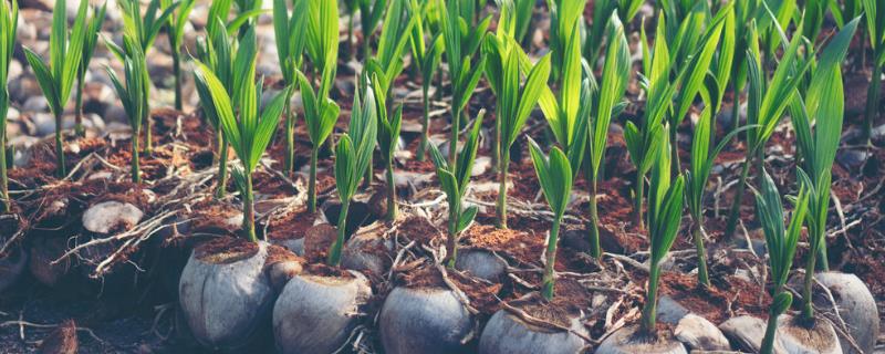 椰子树怎么繁殖