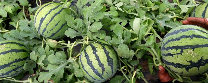 5月份的西瓜是不是反季节水果