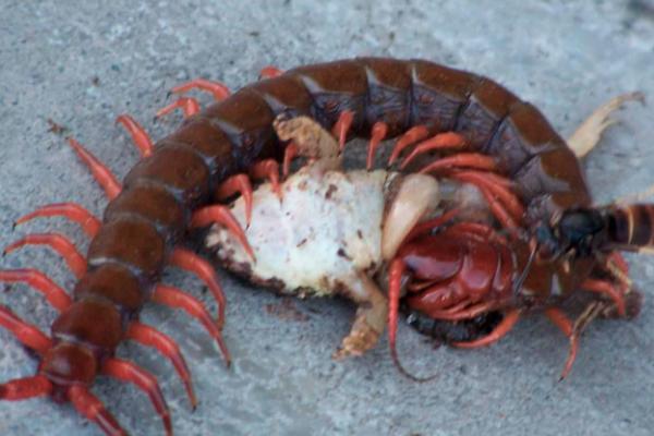 蜈蚣一次繁殖多少只，产卵量多的可达50-80枚左右