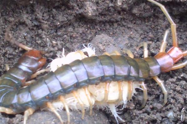 蜈蚣一次繁殖多少只，产卵量多的可达50-80枚左右