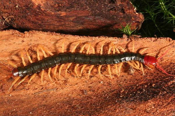 蜈蚣一次繁殖多少只，产卵量多的可达50-80枚左右