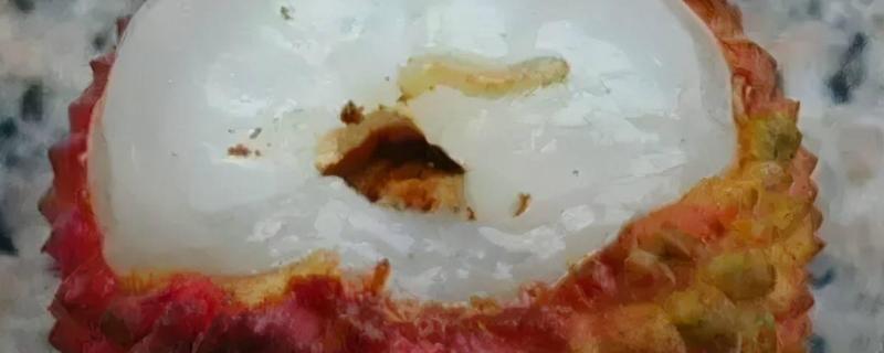 荔枝蛀蒂虫发生症状以及如何防治