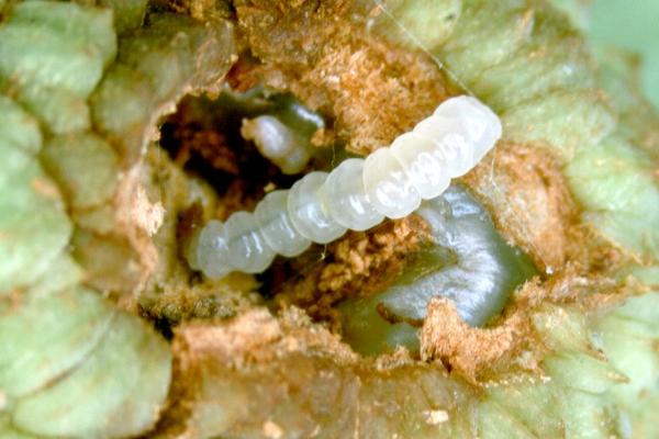 荔枝蛀蒂虫发生症状以及如何防治，会出现嫩梢顶端枯死、花穗干萎、果实掉落等情况