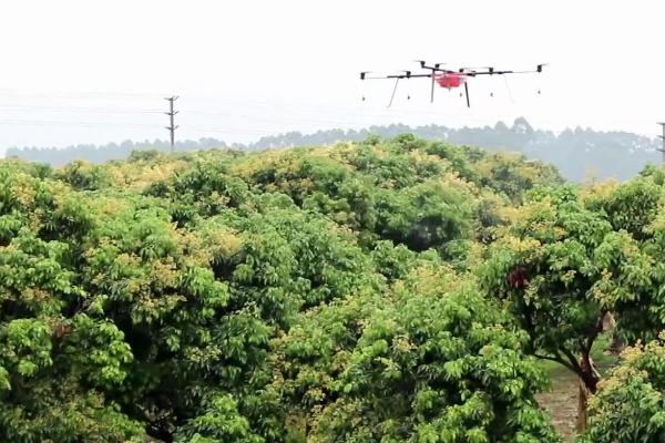 荔枝蛀蒂虫发生症状以及如何防治，会出现嫩梢顶端枯死、花穗干萎、果实掉落等情况