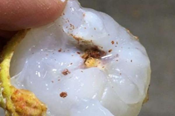 荔枝蛀蒂虫发生症状以及如何防治，会出现嫩梢顶端枯死、花穗干萎、果实掉落等情况