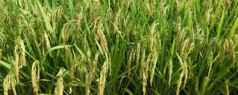 杂交育种是不是有性生殖