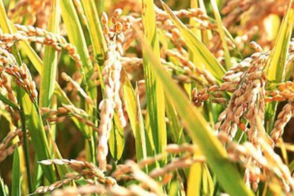 杂交育种是不是有性生殖，属于有性生殖、通过基因重组产生新的基因型