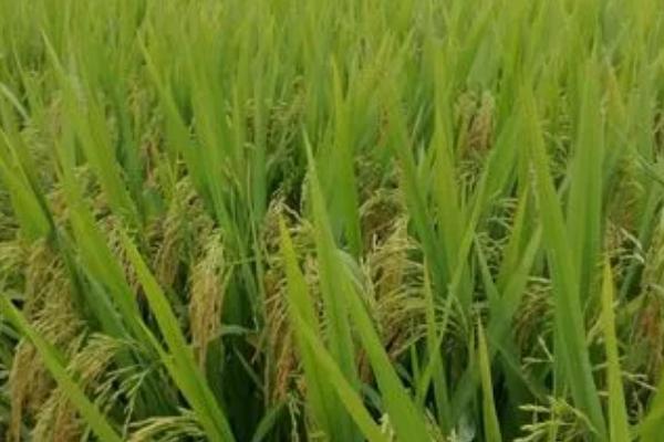 杂交育种是不是有性生殖，属于有性生殖、通过基因重组产生新的基因型