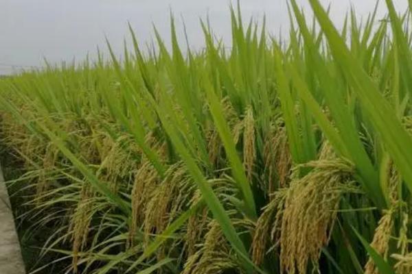 杂交育种是不是有性生殖，属于有性生殖、通过基因重组产生新的基因型