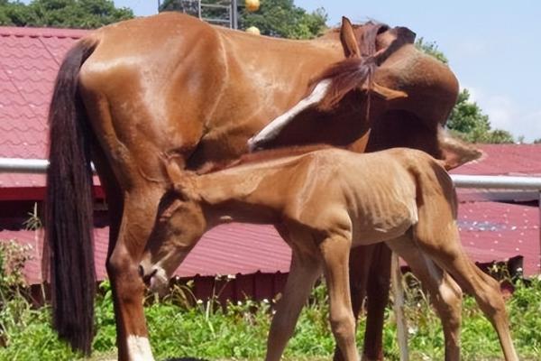 马如何繁殖，是胎生动物自然繁殖