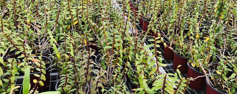 石斛发生病害怎么防治