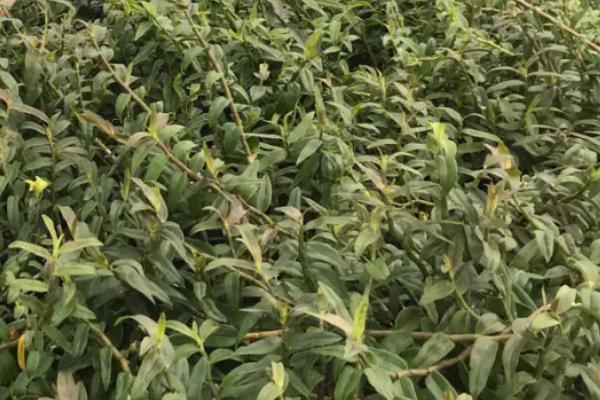 石斛发生病害怎么防治，要根据实际病情喷施药剂