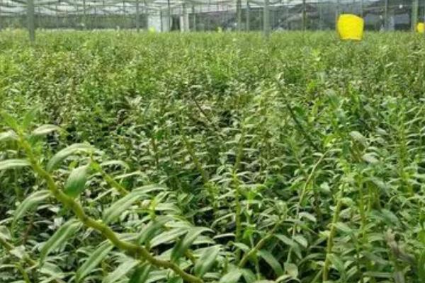 石斛发生病害怎么防治，要根据实际病情喷施药剂