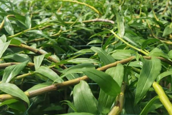 石斛发生病害怎么防治，要根据实际病情喷施药剂