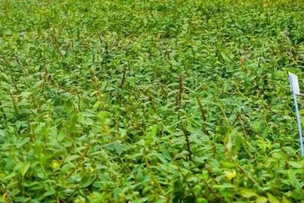 石斛发生病害怎么防治，要根据实际病情喷施药剂