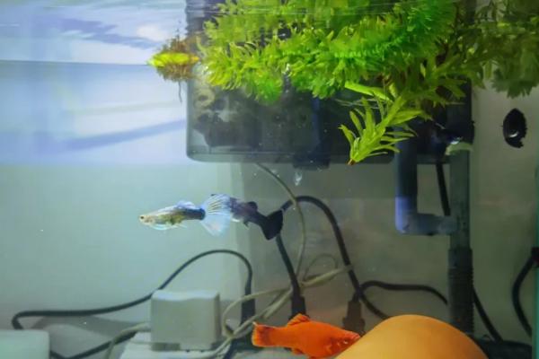 玛丽鱼怎么养，喜欢在偏碱性的硬水中生活