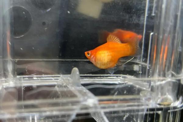 玛丽鱼怎么养，喜欢在偏碱性的硬水中生活