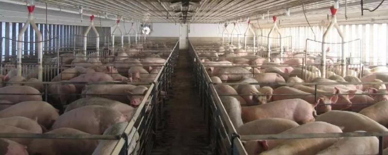 猪舍长和宽多少米好