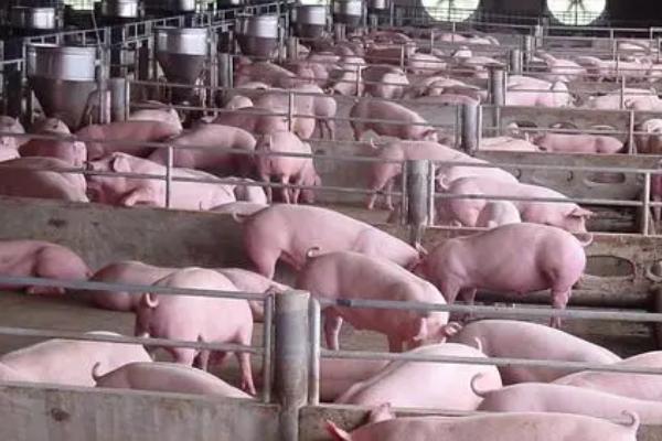 猪舍长和宽多少米好，4-6米宽、8-20米长较好