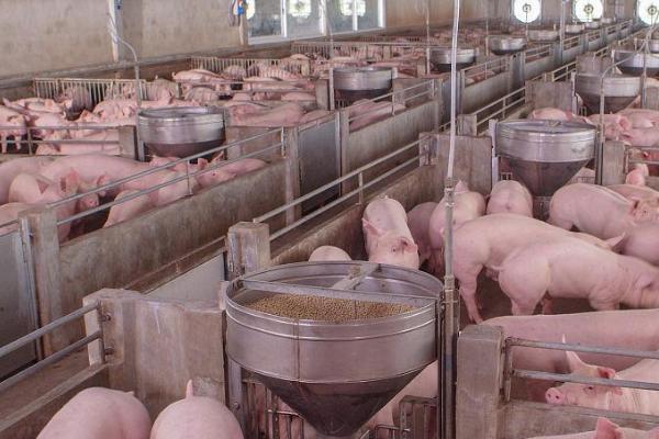 猪舍长和宽多少米好，4-6米宽、8-20米长较好