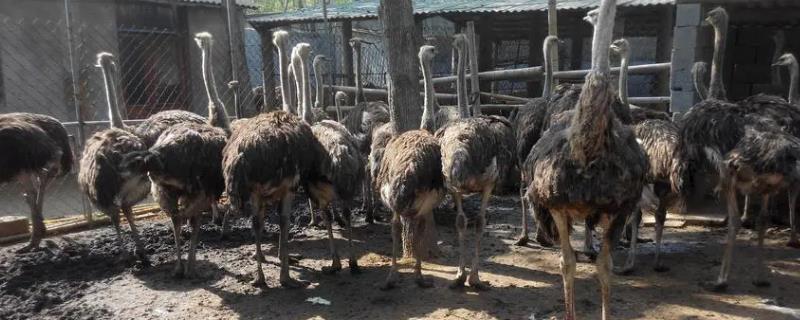 鸵鸟的养殖技术