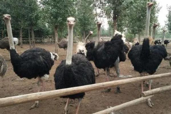 鸵鸟的养殖技术，养殖期间通常不用投喂富含能量的食物