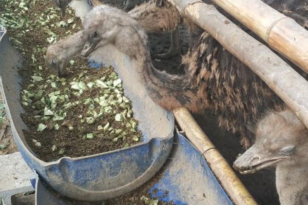 鸵鸟的养殖技术，养殖期间通常不用投喂富含能量的食物