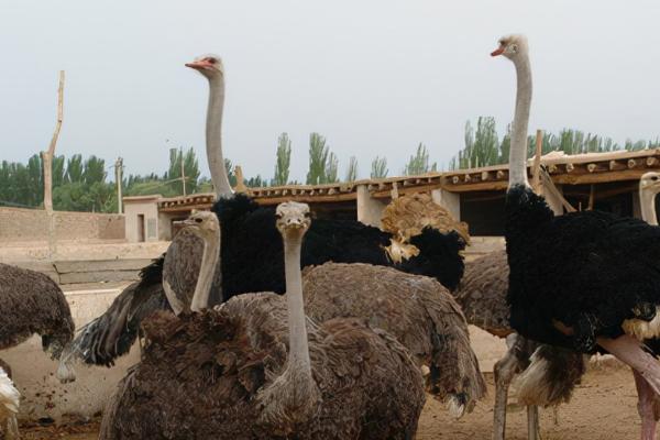 鸵鸟的养殖技术，养殖期间通常不用投喂富含能量的食物