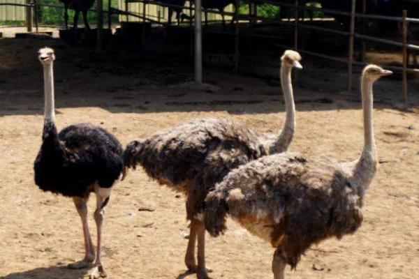 鸵鸟的养殖技术，养殖期间通常不用投喂富含能量的食物