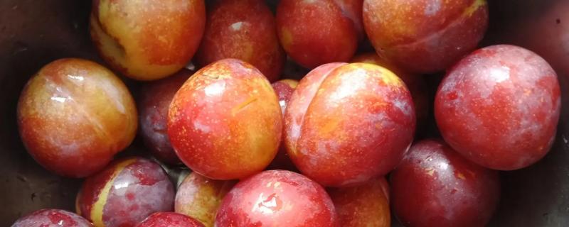 如何保存成熟的李子