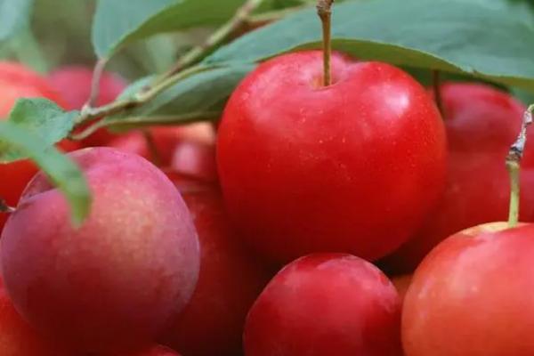 如何保存成熟的李子，用冰箱冷藏可保存15-25天左右