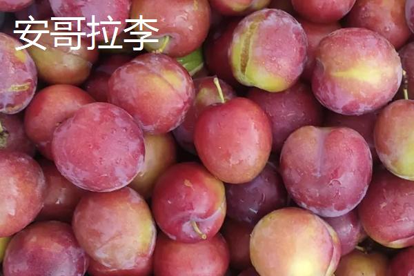 如何保存成熟的李子，用冰箱冷藏可保存15-25天左右