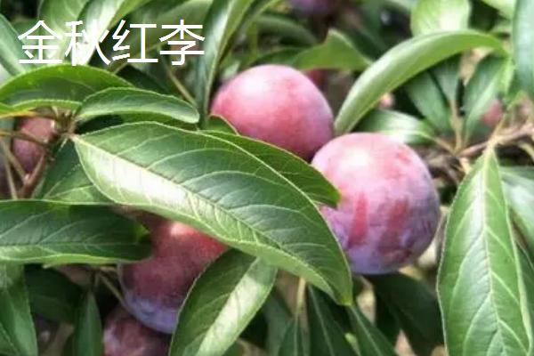 如何保存成熟的李子，用冰箱冷藏可保存15-25天左右