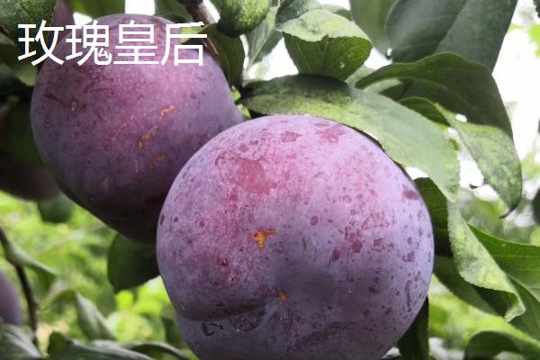 如何保存成熟的李子，用冰箱冷藏可保存15-25天左右